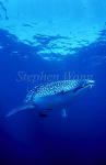 Whale Shark 22