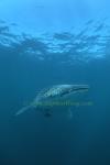 Whale Shark 41 0705