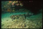 Wobbegong 02, Ornate