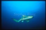 Zebra Shark 01