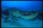 Zebra Shark 02