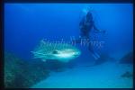 Zebra Shark 03 & Takako, StradbrokeIsland2001