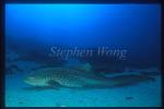 Zebra Shark 04