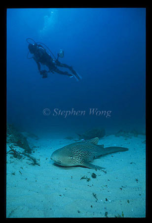 Zebra Shark 06 & Takako 042803 StradbrokeIsland2001
