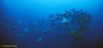 Golden Cownose Rays 02 110103