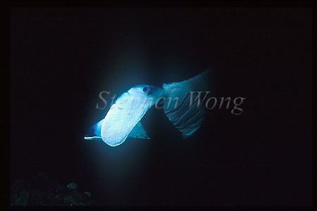 Manta Ray 103 Reef Manta Ray, night, Stephen WONG