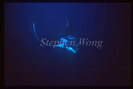 Manta Rays 108