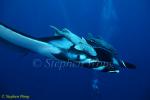 Manta Rays 121 with Remoras (handle bars), 050703