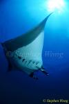 Manta Rays 125, 050703