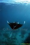 Manta Rays 128, 080203