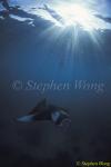 Manta Rays 131, 080203