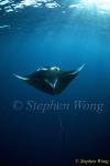 Manta Rays 135, 080203