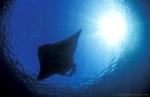 Manta rays 145 030106