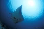 Manta rays 154 030106