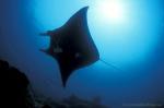 Manta rays 155 030106