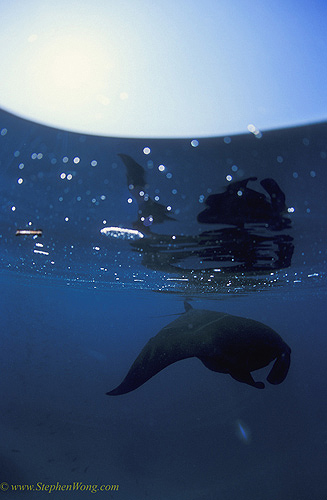 Manta rays 161 split 030106