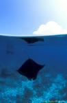 Manta rays 162 split 030106