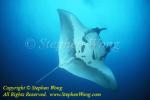 Manta Rays 169t Bur0207 Stephen WONG 010109