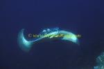 Marbled Stingray 03 060608