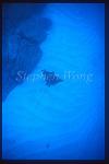 Spotted Eagle Ray 08