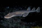 Torpedo or Electric Ray 01 socorro 060104