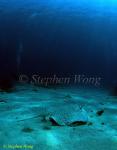 Whip Ray, Mottled 01 080203