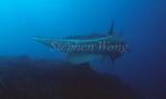 White-Spotted Shovelnose Ray 02