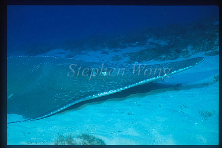 White-Spotted Shovelnose Ray 04 head