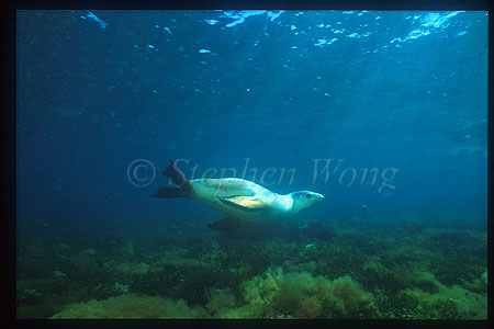 Australian Sealion 07