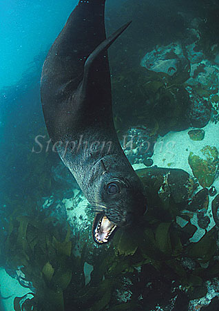 Cape Fur Seal 04