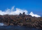 Cape Fur Seal 08
