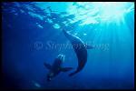 Galapagos Sealion 01