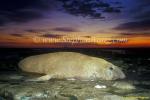 Southern Elephant Seals 05 bull copy
