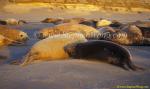 Southern Elephant Seals 10 calf suckling copy