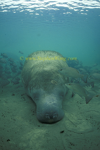 Manatee 02 napping & snappers 0705