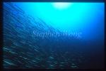 Barracuda, Sphyraena idiastes 02 Galapagos1994
