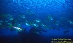 Big Eye Cottonfish under Barracudas 02 110104
