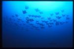 Golden Cownose Rays 01 & Galapago Shark