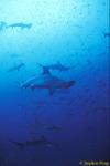 Hammerhead Shark, Scalloped 131, Galapagos 051304