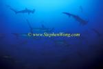 Hammerhead Shark, Scalloped 132 060608