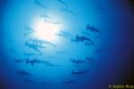 Hammerhead Shark Schooling, Scalloped 127, Galapagos 110103