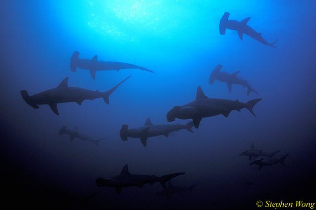 Hammerhead Shark Schooling, Scalloped 129, Galapagos 110103