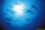 Hammerhead Shark Schooling, Scalloped 130, Galapagos 110103