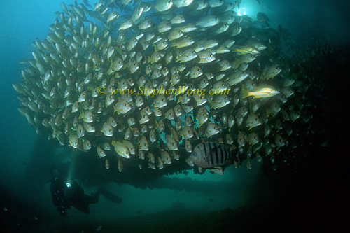 Snappers, Blue Lined & Threadfinned Pearl Perch 03 0705