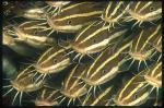 Striped Catfish 01, Plotosus lineatus