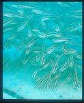 Striped Catfish 03, Plotosus lineatus, slow shutter speed