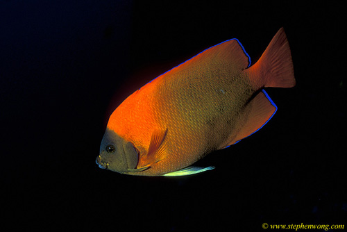 Angel Fish, Clarion 01 endemic socorro 060104