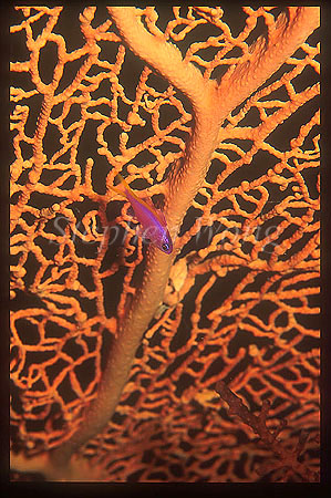 Anthias, Purple Flame 01 juvenile female, on seafan
