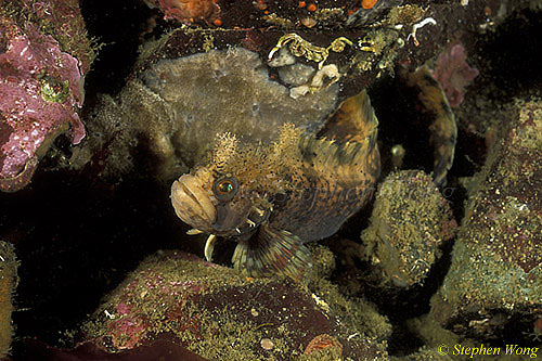 Blenny, Decorated Warbonnet 02a, Vancouver Island 111503