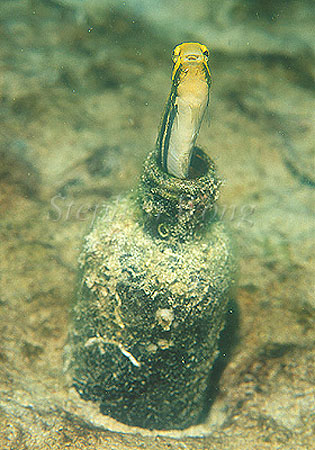 Blenny, Sabre-tooth Blenny 06 out from bottle